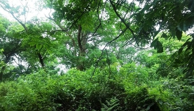 越南将出售超过500万吨森林碳信用额