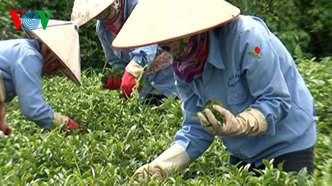 Nilai ekspor teh Vietnam mencapai USD 37 juta
