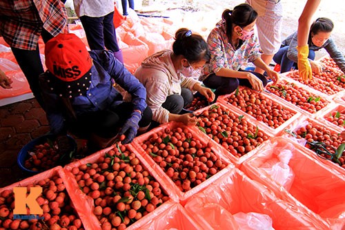 Buah leci Vietnam untuk pertama kalinya diekspor ke pasar Perancis