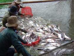 Exportvolumen von Pangasius-Fisch soll auf zwei Milliarden US-Dollar steigen