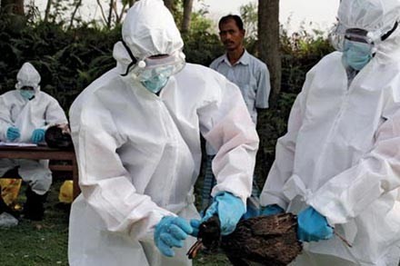 Sechster Tote durch Vogelgrippevirus H7N9