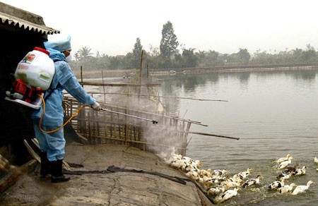 Es gibt in Vietnam keinen H7N9-Fall