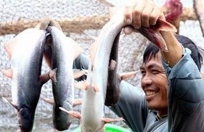 Neugestaltung der “Neuen Genossenschaften” im Mekong-Delta