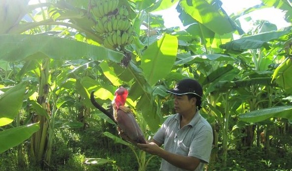 Befreiung von der Armut duch das Bananenzucht-Modell im Kreis Yen Chau