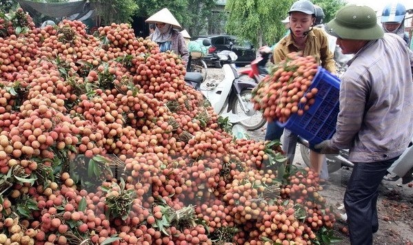 Vietnam wird im Mai ersten Container Litschi in die USA exportieren