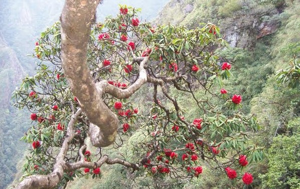 „Das Königsreich von Rhododendron” im Nationalpark Hoang Lien