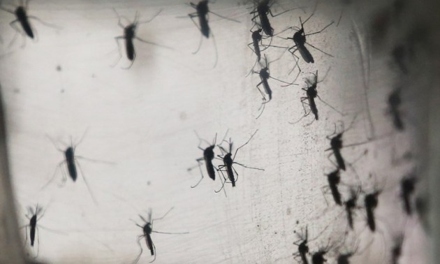 Gesundheitsministerium startet Kampagne gegen Zika-Virus und Dangue-Fieber