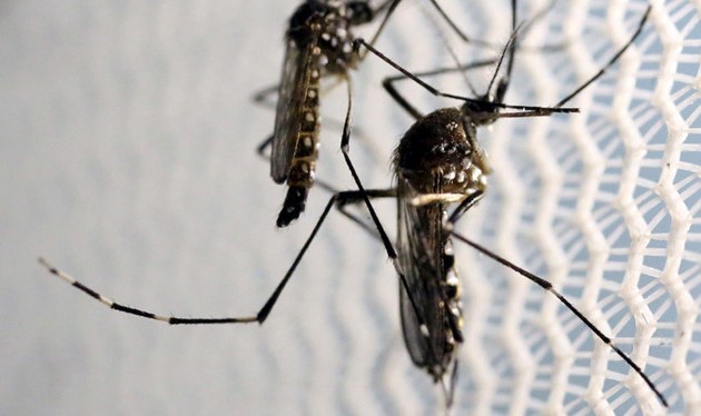 Vietnam erhöht Warnstufe bei Vorbeugung des Zika-Virus