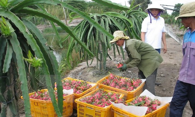 Australien überlegt Import vietnamesischer Drachenfrucht 