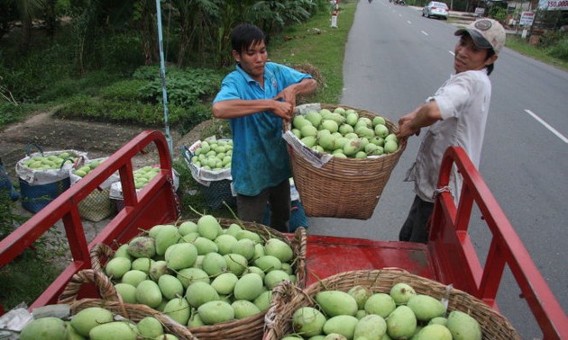 Bauern in Dong Thap exportieren landwirtschaftliche Produkte