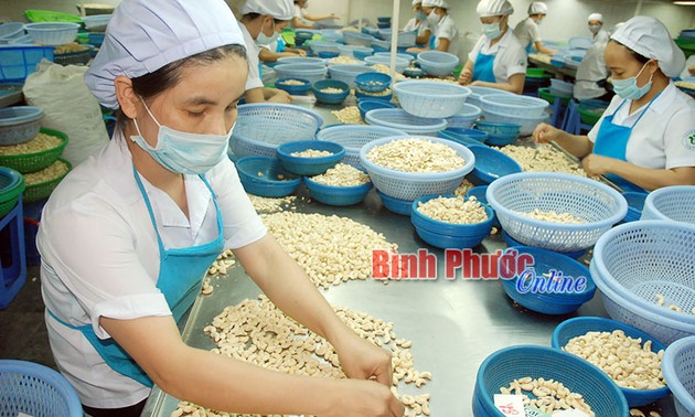 Markenzeichen der Cashewnüsse aus Binh Phuoc nachhaltig fördern