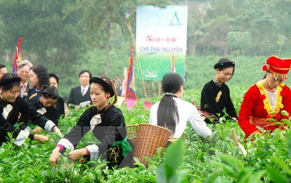 Teeanbaugebiet Tan Cuong als Tourismusgebiet anerkannt