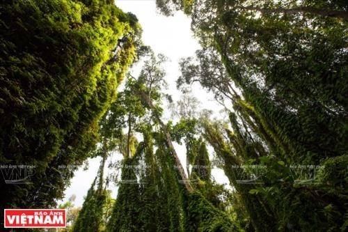 Finnische Unternehmen wollen in Forstwirtschaft in Vietnam investieren