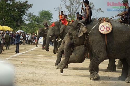 Wettbewerbe für Elefanten im Dorf Don in Dak Lak