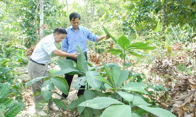 Die Dao in der Provinz Quang Ninh bewahren Heilpflanzen