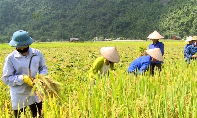Nahrungssicherheit: Vietnam auf Platz 4 in Südostasien