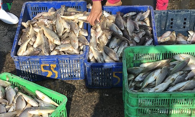 Binh Thuan: Guter Fischfang aufs Meer zum Neujahr