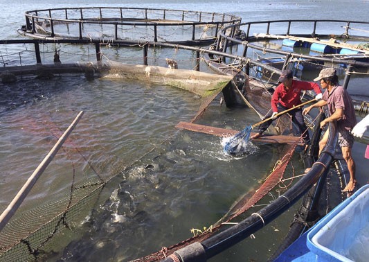 Ausweitung des Modells zur Aquakultur in Ba Ria-Vung Tau