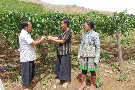 Erneuerungen im Dorf Phieng Cai 
