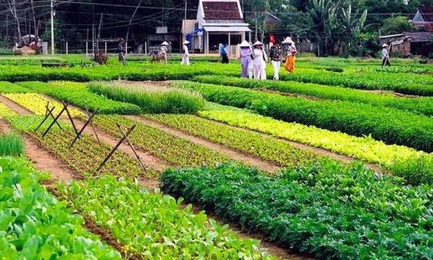 Gemüseanbau im Dorf Tra Que in Hoi An als nationales immaterielles Kulturerbe anerkannt