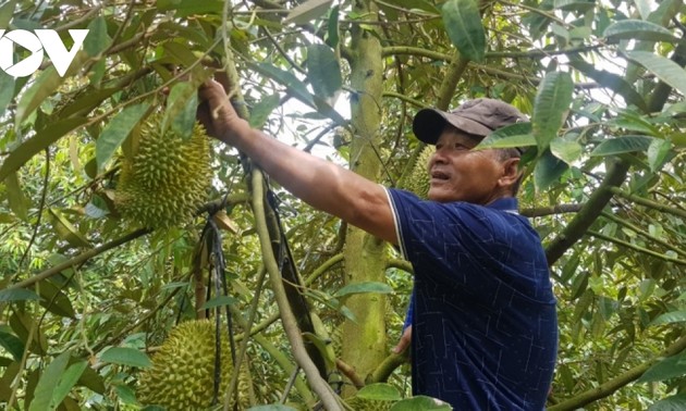 Durian aus Dong Thap Muoi ist offiziell Exportprodukt der Provinz Long An 