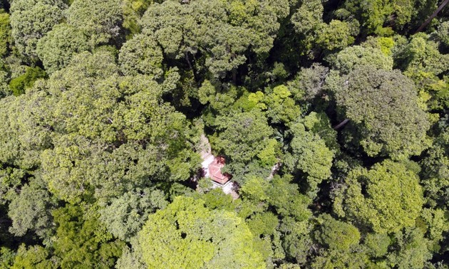 Nam Cong-Wald – Vorbild über Schutz von Naturwäldern