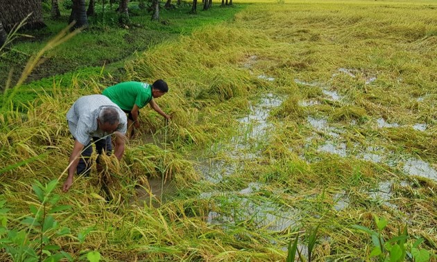 Effizienter Reisanbau auf großen Feldern in der Gemeinde Phu Can in Tra Vinh