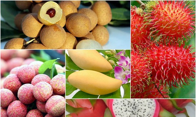 为越南水果寻找在世界市场上的立足之地
