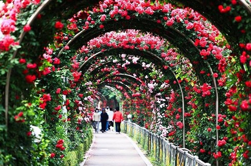 保加利亚玫瑰花节首次在越南举行