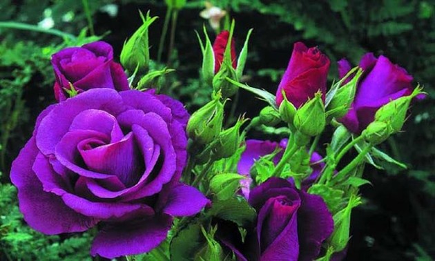 越南玫瑰与保加利亚玫瑰