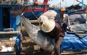 Vietnam investiert mehr in Thunfischfang und -verarbeitung