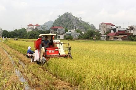 Ha Nam fördert die Zusammenlegung von Anbauflächen