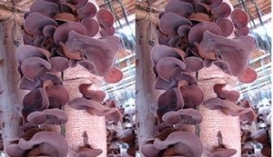 Pilzzucht: ein effektives Produktionsmodell in der Provinz Ha Nam