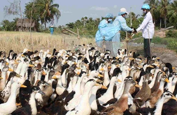 USA unterstützen Vietnam in der Vorbeugung gegen Vogelgrippe