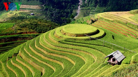 Kultur des Terrassenfeldbaus in nordvietnamesischen Gebirgsregionen