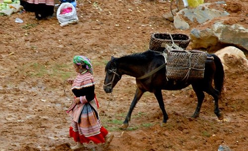 Pferde im Alltagsleben der Vietnamesen im Hochland
