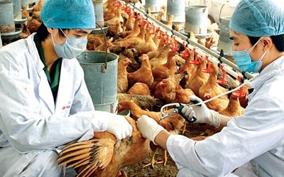 UNO hilft Vietnam beim Kampf gegen Vogelgrippe