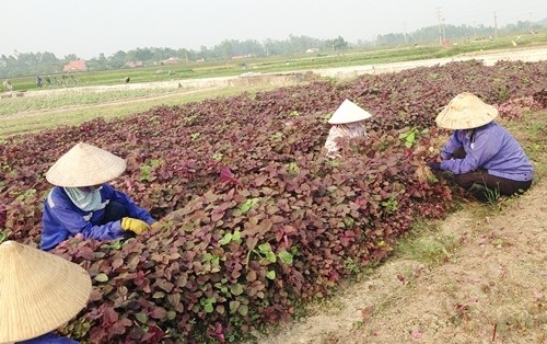 Schwerpunktgebiete für landwirtschaftliche Produktion in Quang Ninh