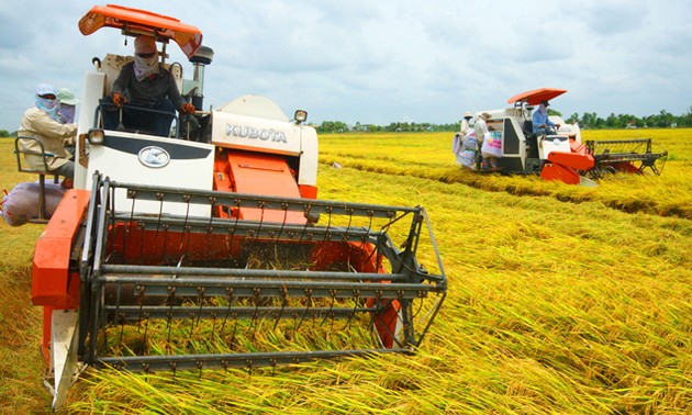 Zusammenarbeit in der Landwirtschaft des Mekong-Deltas zur Schaffung einer Wertkette