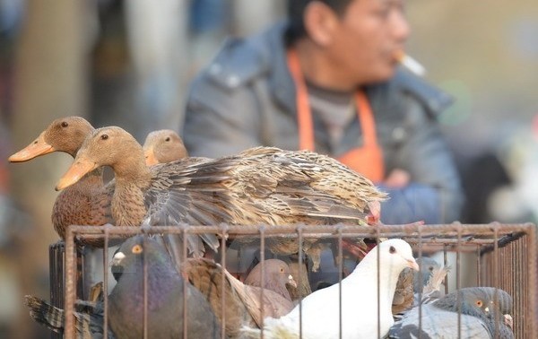 Sechs weitere Infektionsfälle mit dem Vogelgrippe-Virus H7N9 in China gemeldet