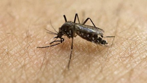 Aktive Prävention gegen Zika-Virus