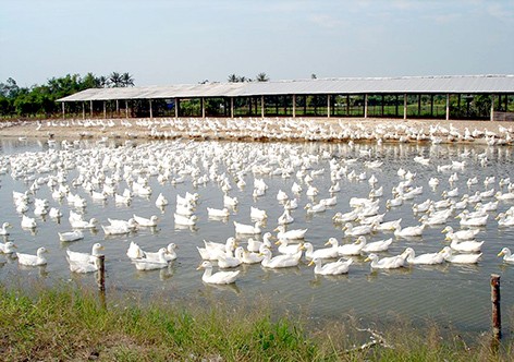 Änderung landwirtschaftlicher Produktion durch Förderung der Viehzucht im Mekong-Delta
