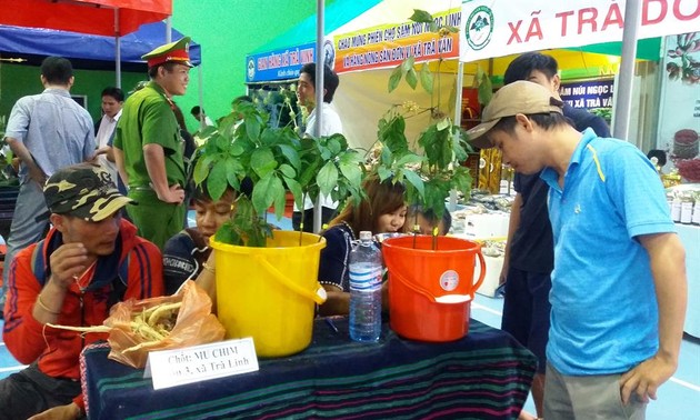 Eröffnung des 1. Markttags für Ngoc Linh-Ginseng in Quang Nam