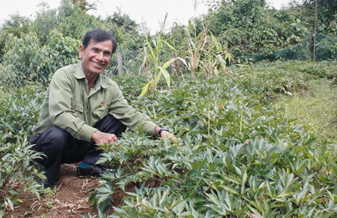 Bauern der Provinz Kon Tum bauen Heilpflanze an