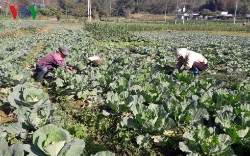 Dank der Intensivlandwirtschaftszonen finden Bauern in Lai Chau den Weg aus der Armut