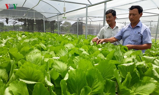 Start up mit Gemüseanbau mit Hochtechnologie in Quang Nam