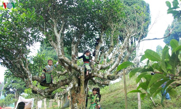 Kulturtourismuswoche von Muong Lo (Yen Bai): Fest zum Ehren des Teebaums