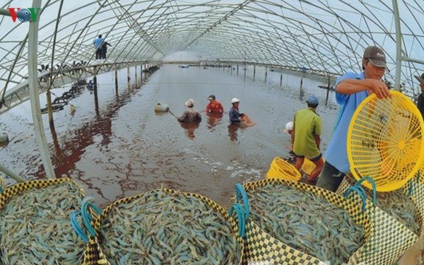Mekong-Delta fördert Garnelen-Export