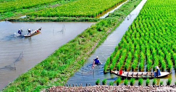 Wirtschaftsvorteile vom Modell „Zucht von Garnelen und Reis in Soc Trang
