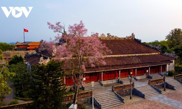 Wutong-Bäume blühen in der Hue-Zitadelle